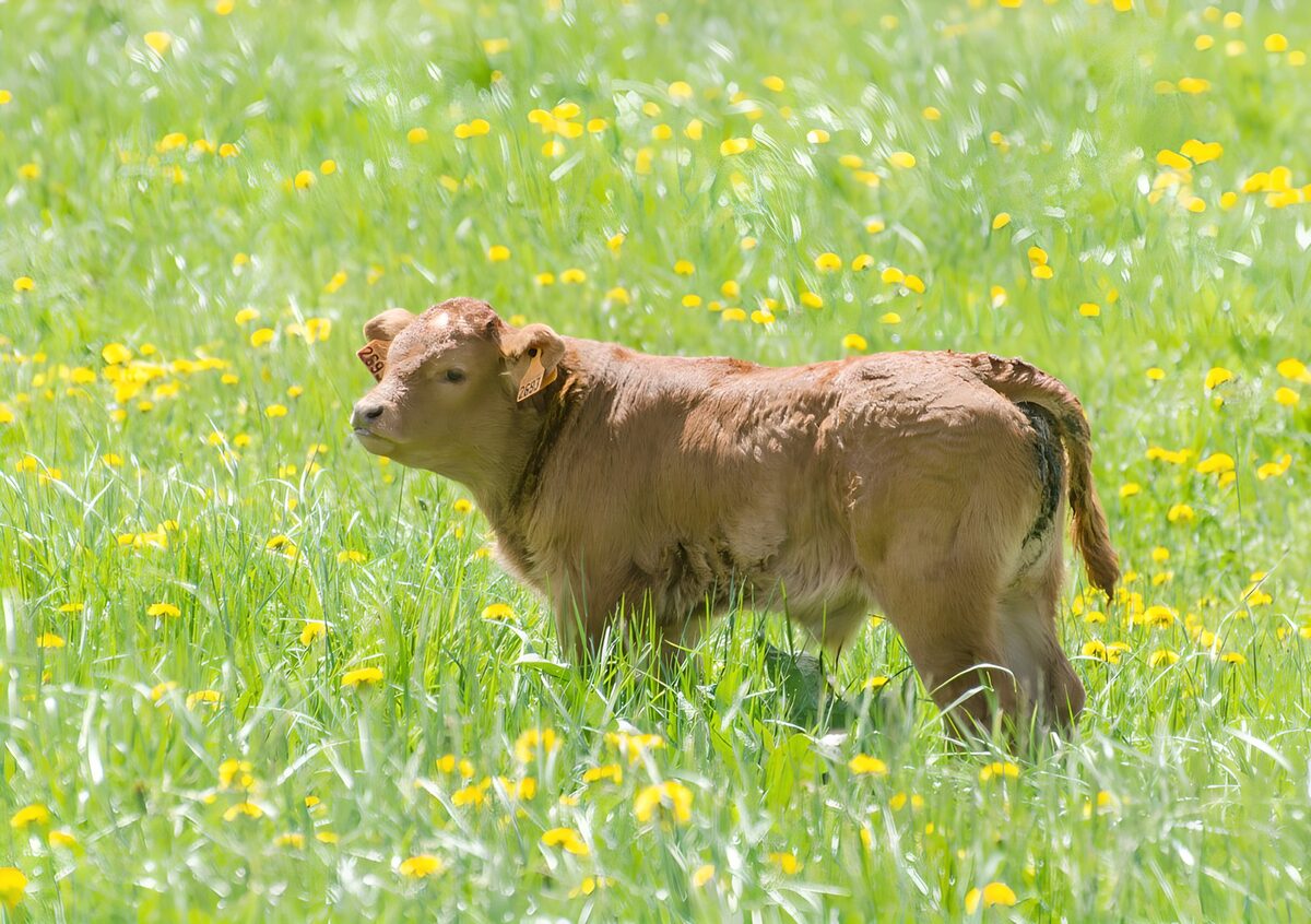 Light brown calf in a sunny meadow