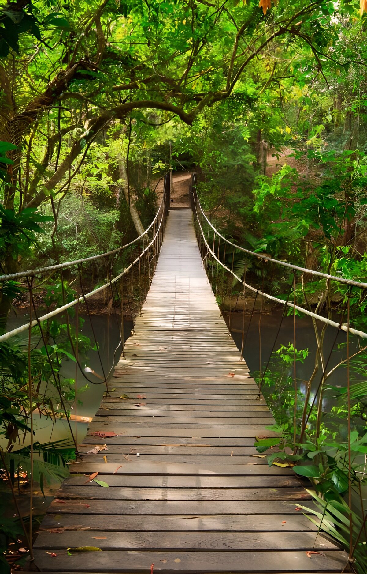 Wooden rope bridge over a shaded stream