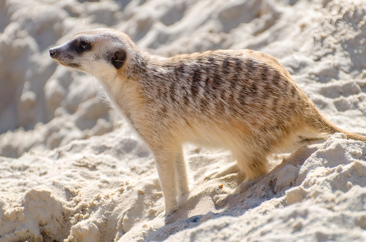 Alert meerkat on sunlit sand
