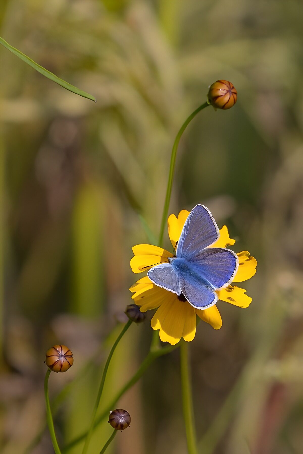 Blue butterfly on a sunlit yellow flower