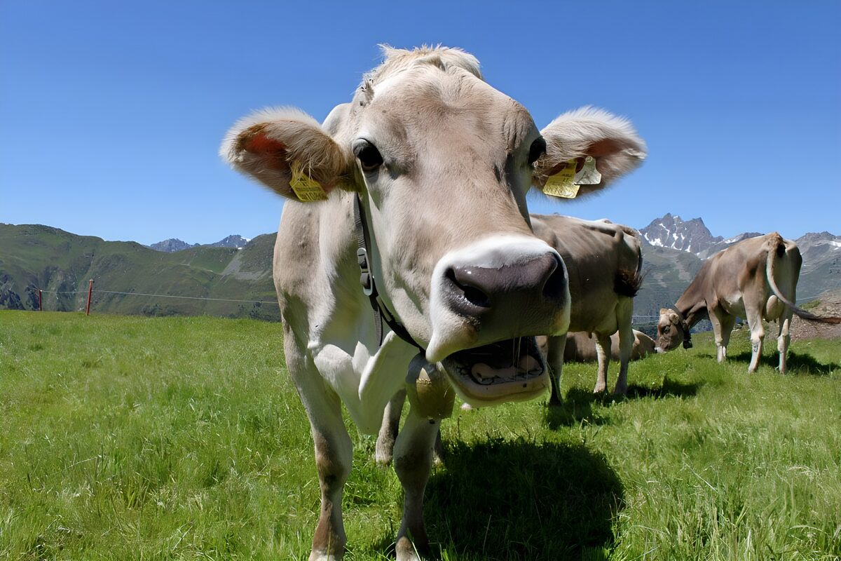 Close-up cow in a sunny mountain meadow