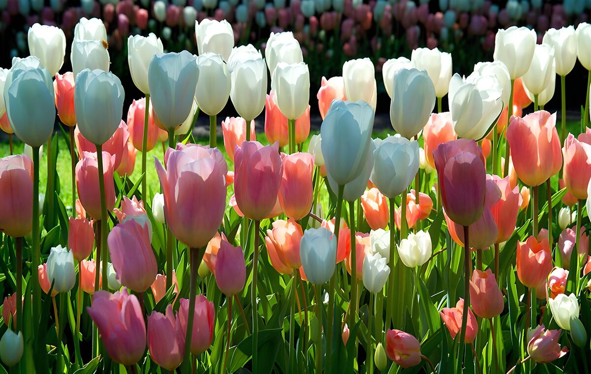 Sunlit tulips in pink, white and purple