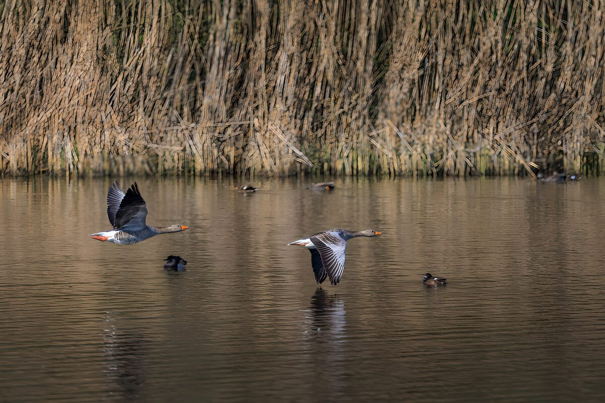 Two grey geese flying low over water