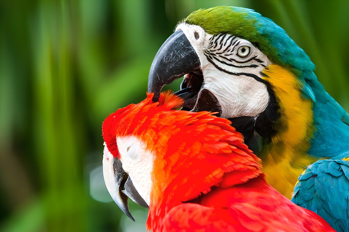 Red and blue macaws nestled together