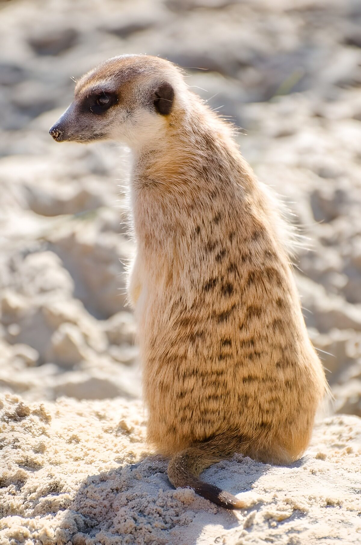 Meerkat keeping watch on pale sand