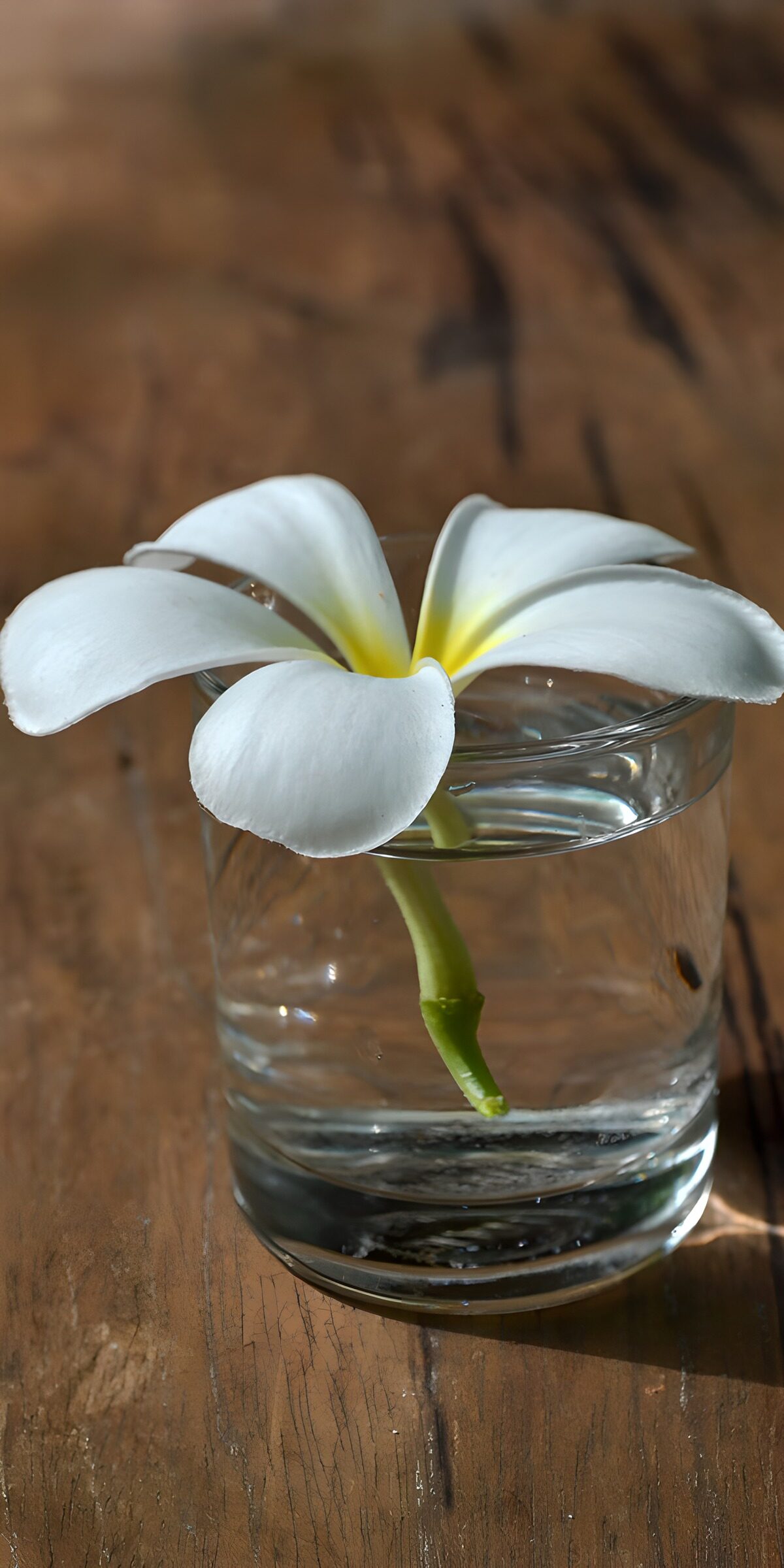 White frangipani in a sunlit glass