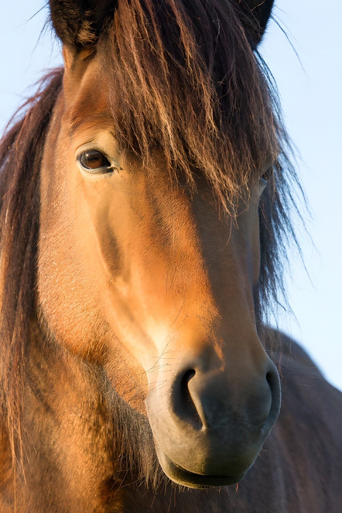 Brown horse portrait in warm sunlight
