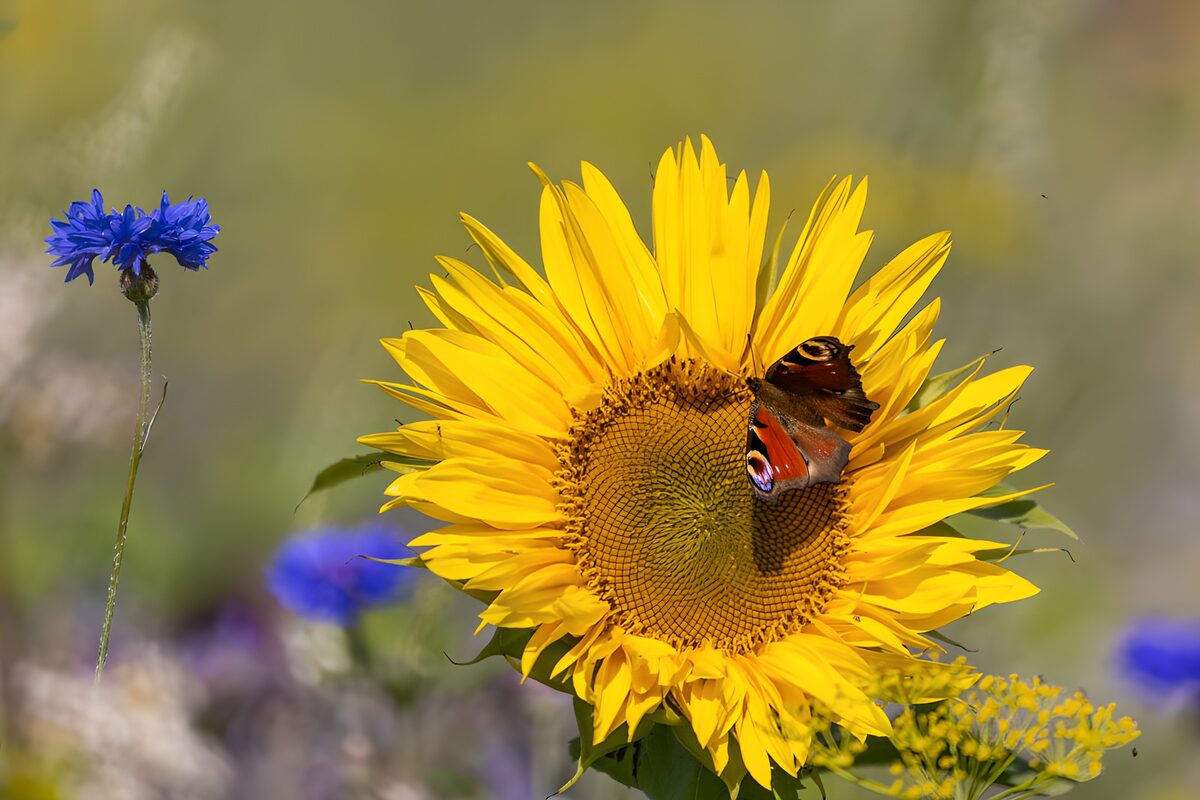 Peacock butterfly on a sunlit sunflower