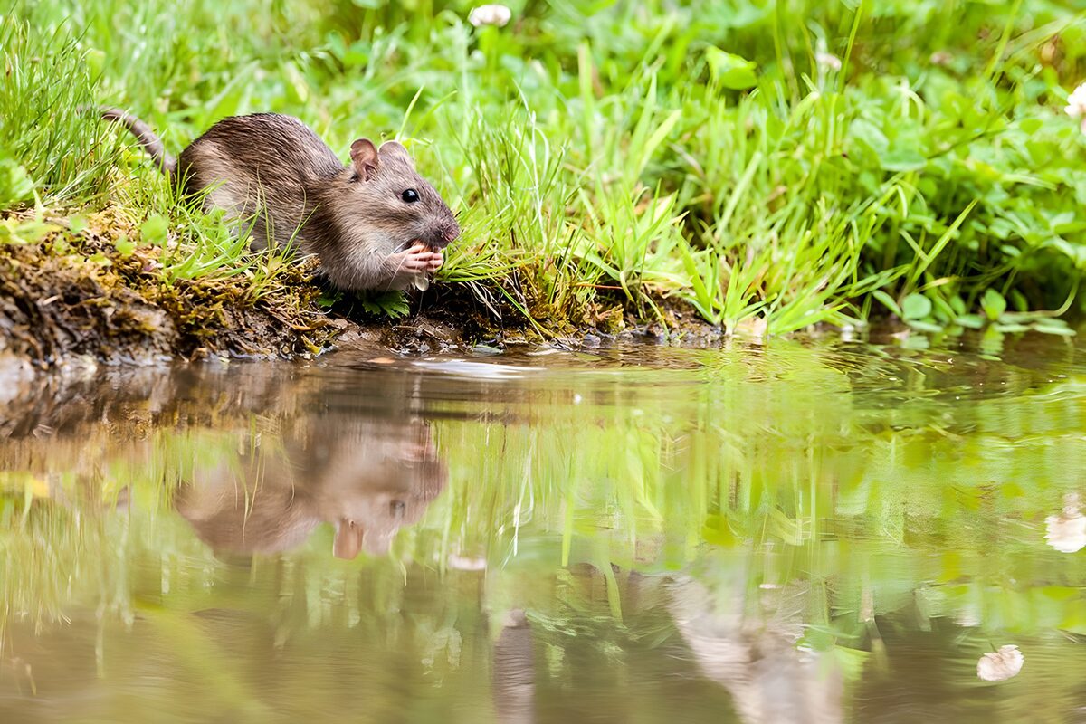Rat resting beside still water