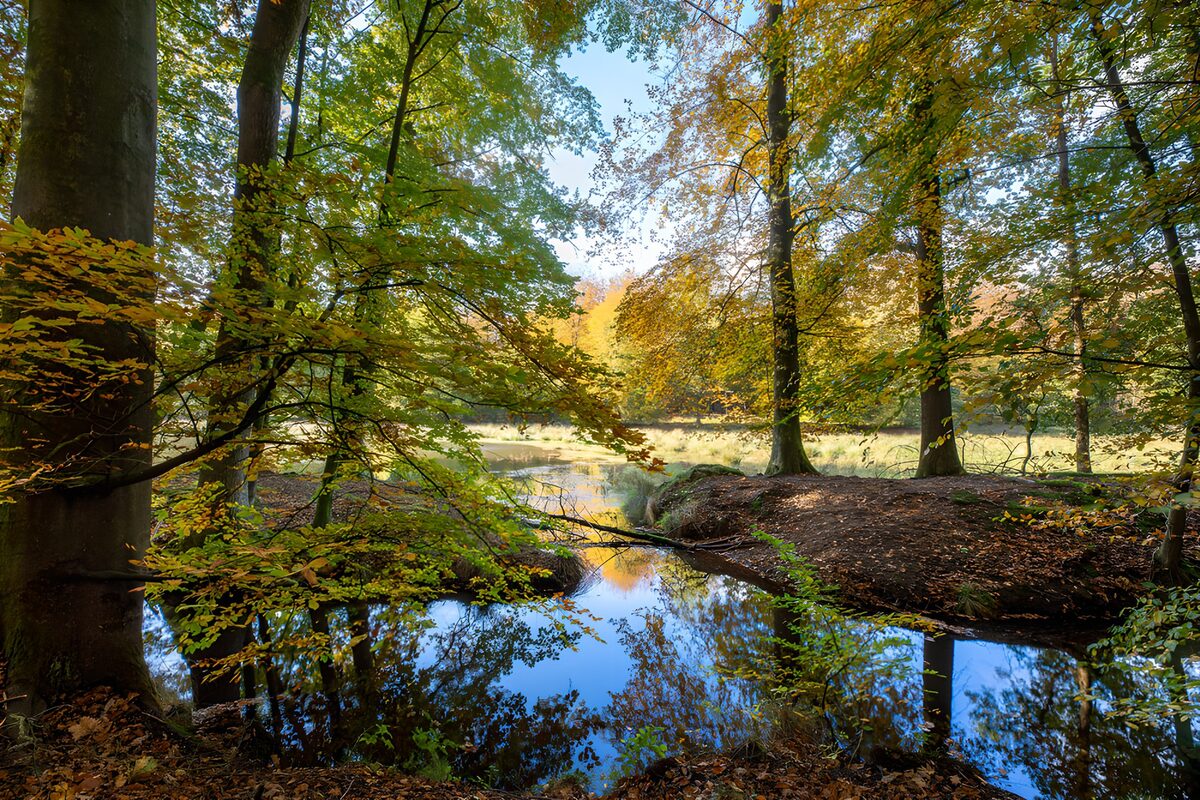 Autumn trees reflected in still water