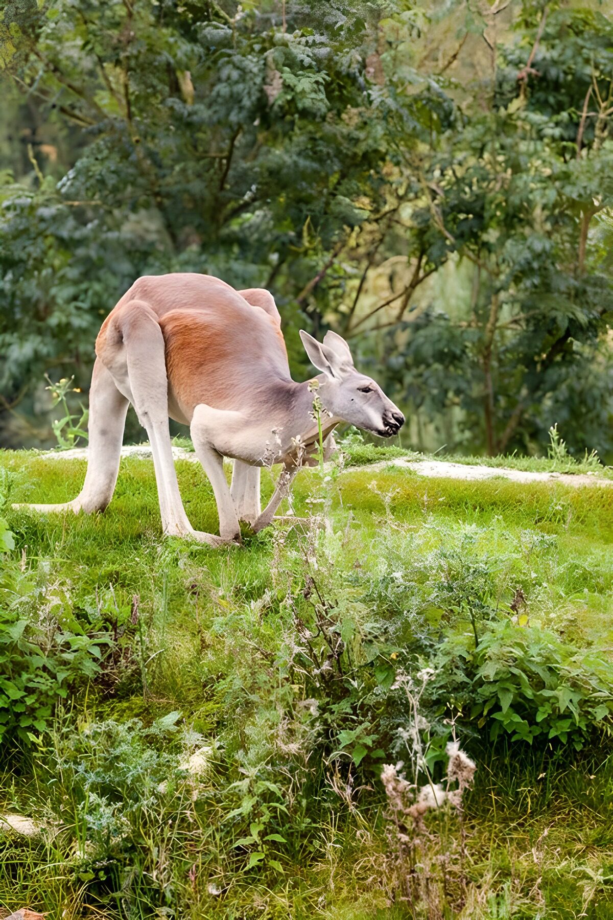 Kangaroo on a sunlit grassy rise