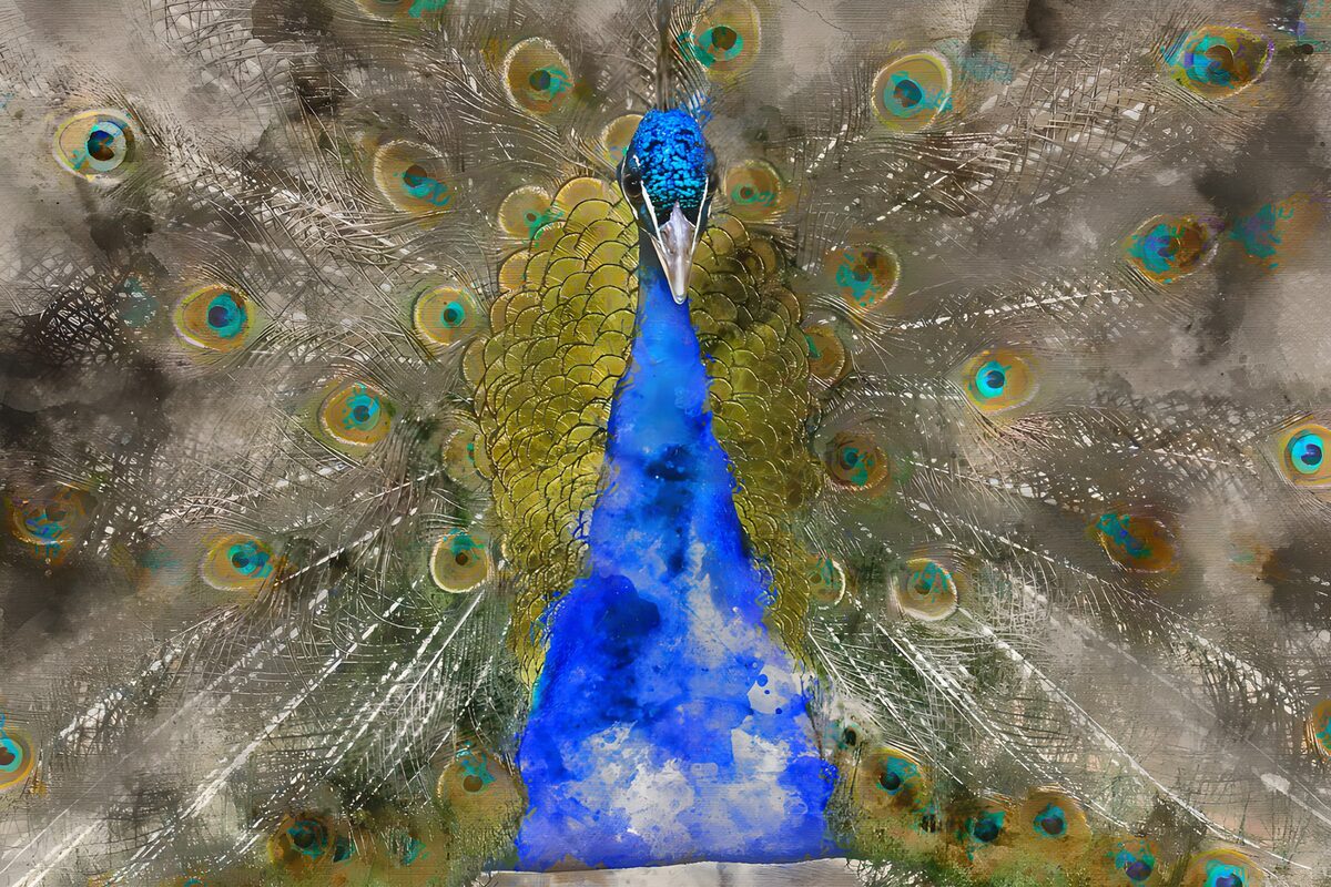 Blue peacock in full feather