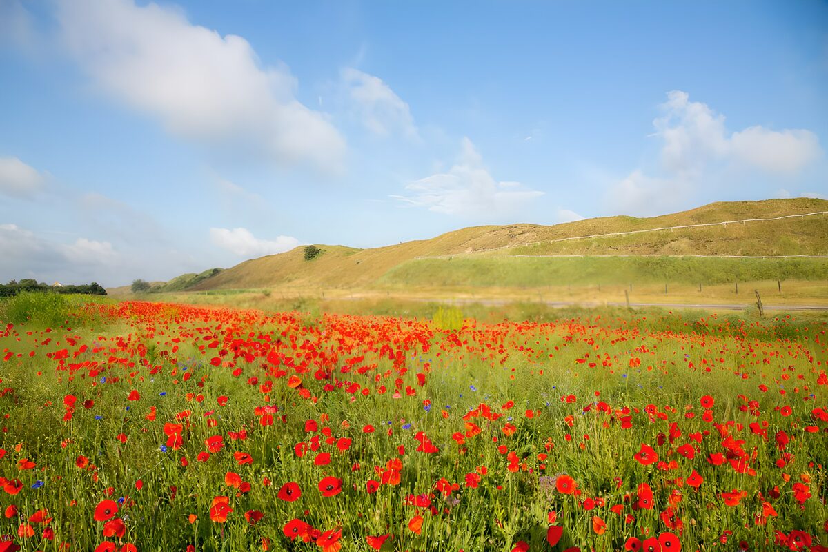 Red poppy meadow under a wide blue sky