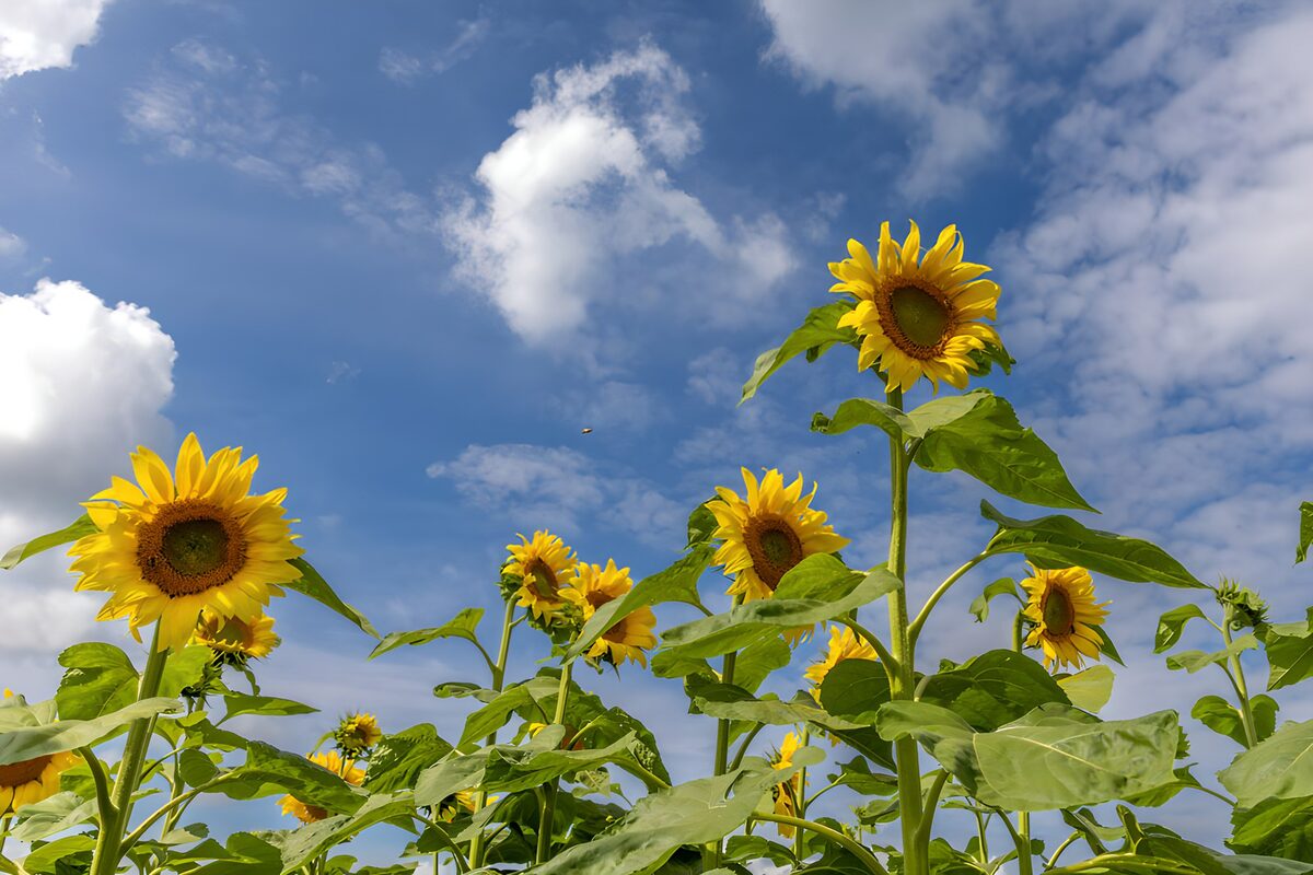 Sunflowers reaching into a sea of blue