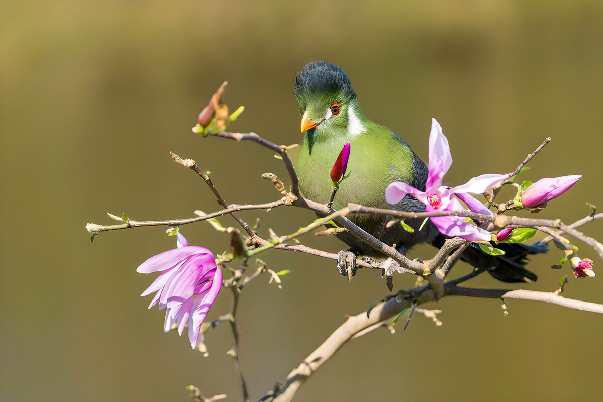 Green bird on a sunlit magnolia branch