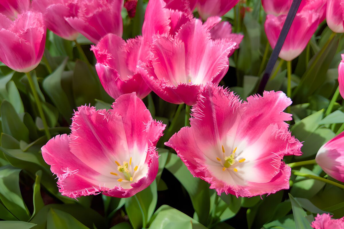 Sunlit pink fringed tulips