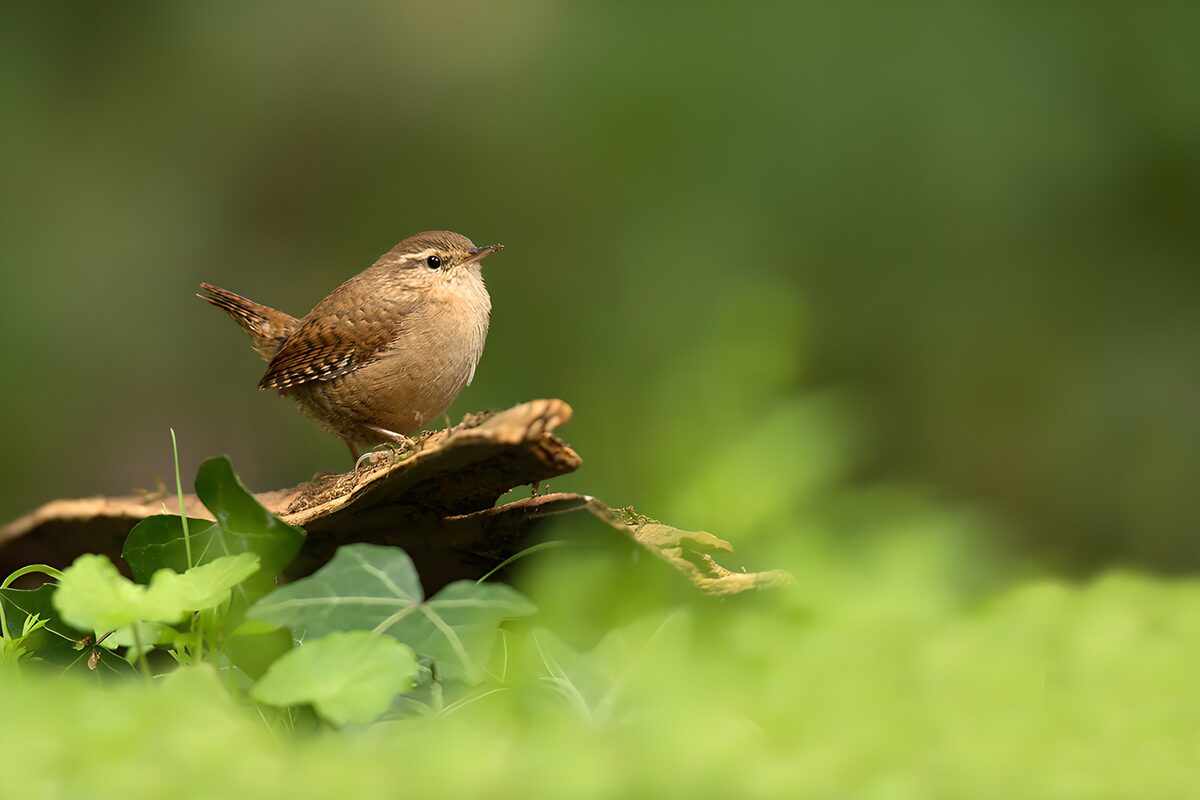 Wren on rough wood in soft green