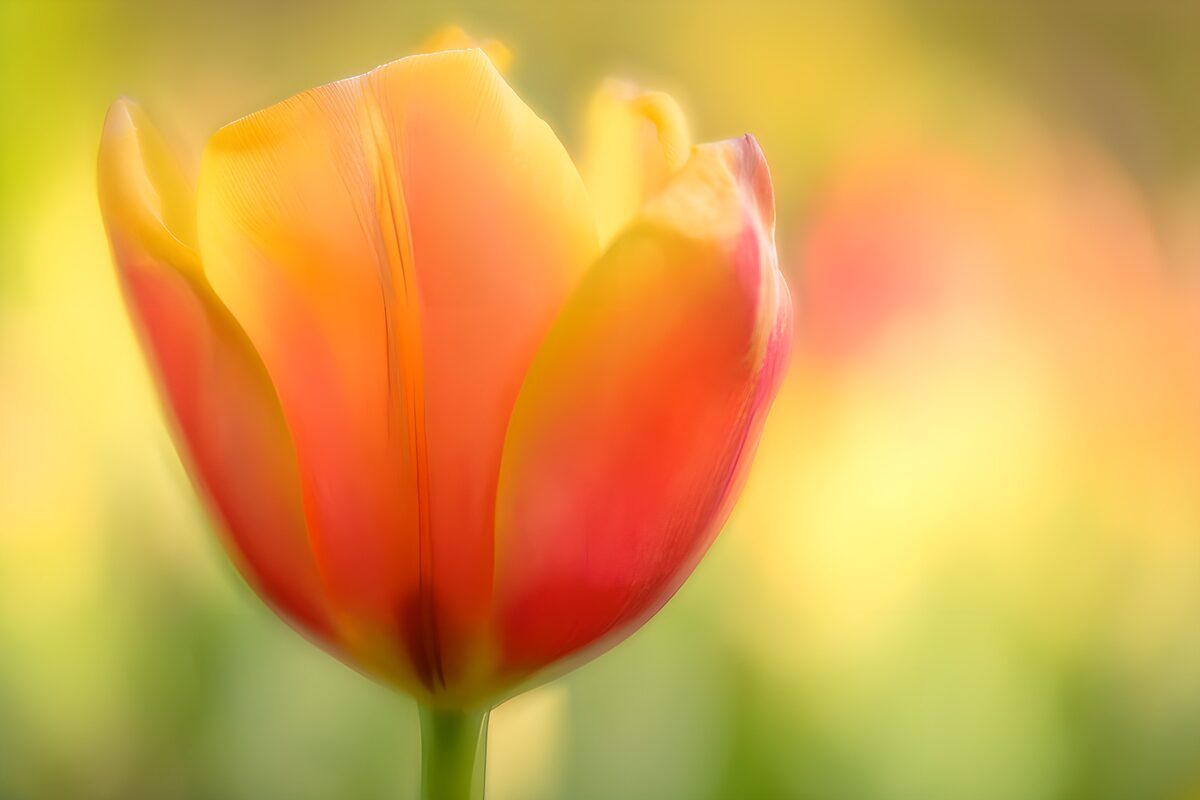 Orange and pink tulip in soft light
