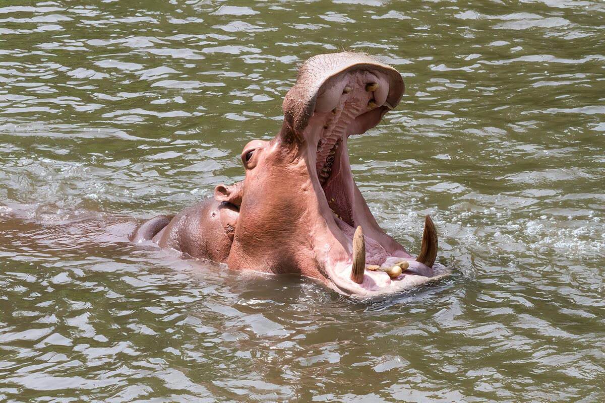 Hippo with jaws wide in sunlit water