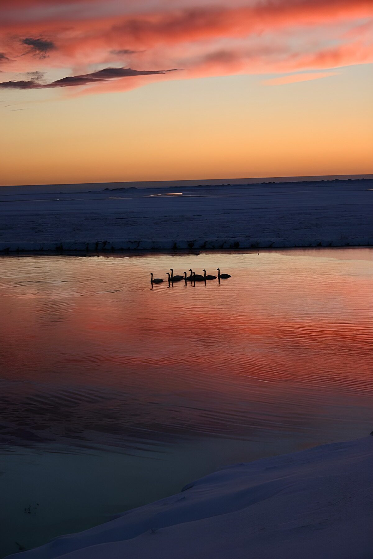 Swans on winter water at sunset