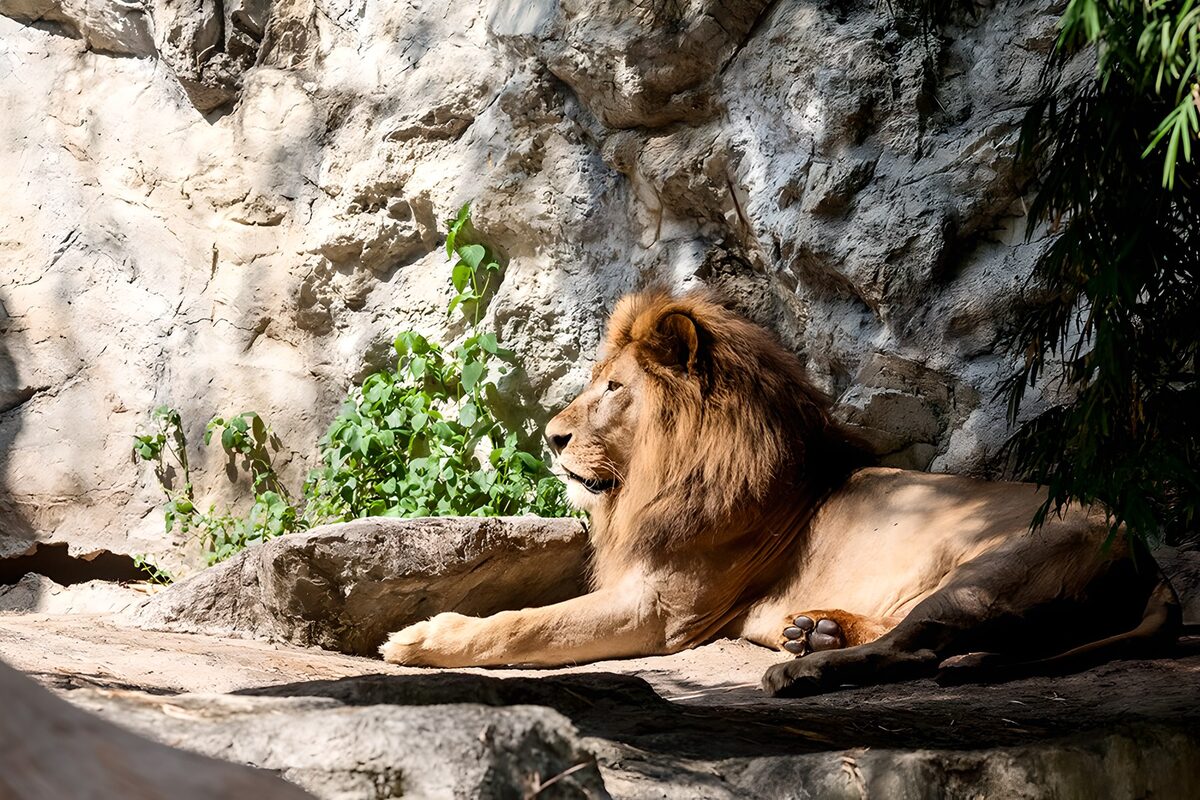 Male lion resting on a rocky ledge