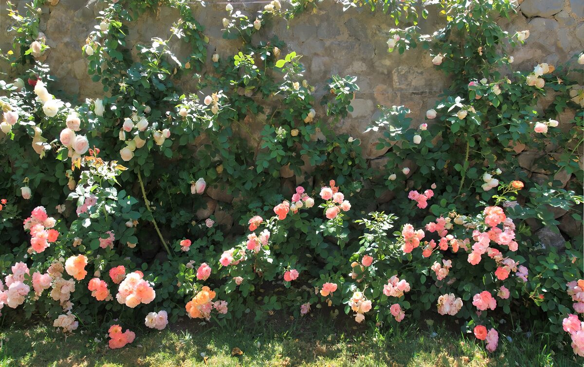 Pink and white roses on sunlit stone