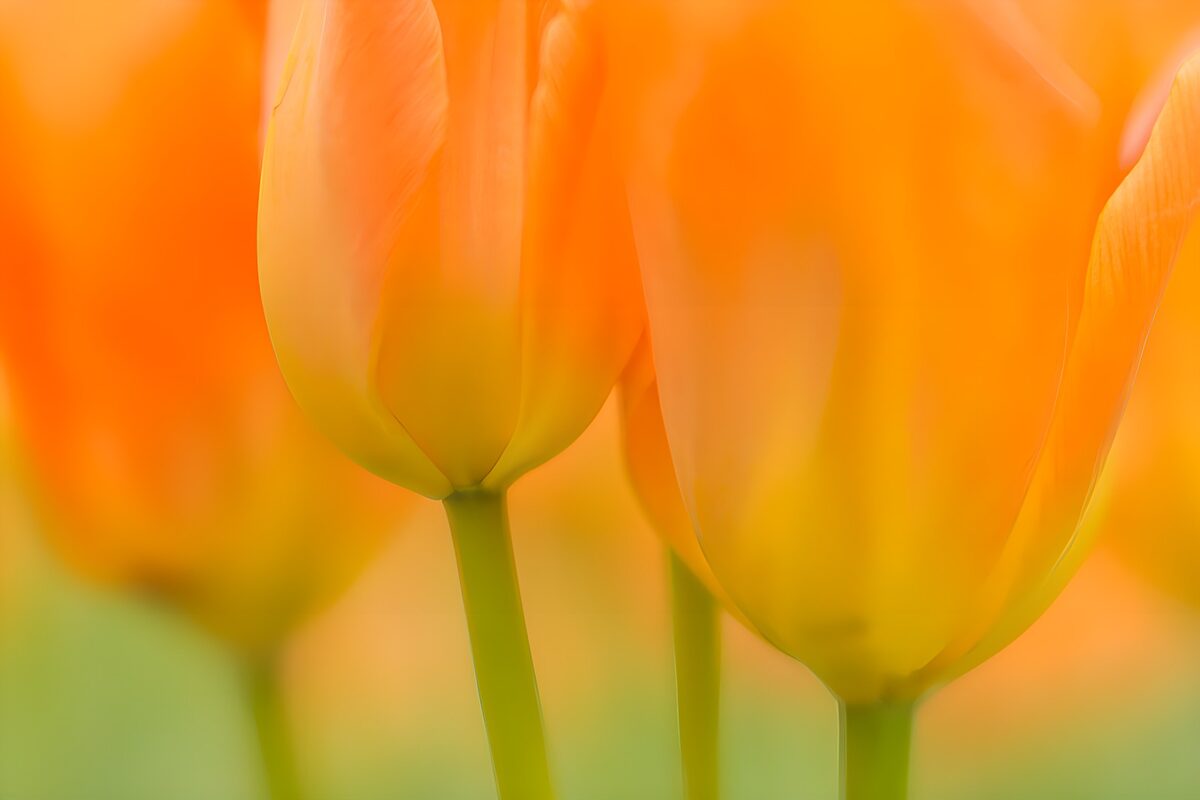 Orange and yellow tulips in soft focus