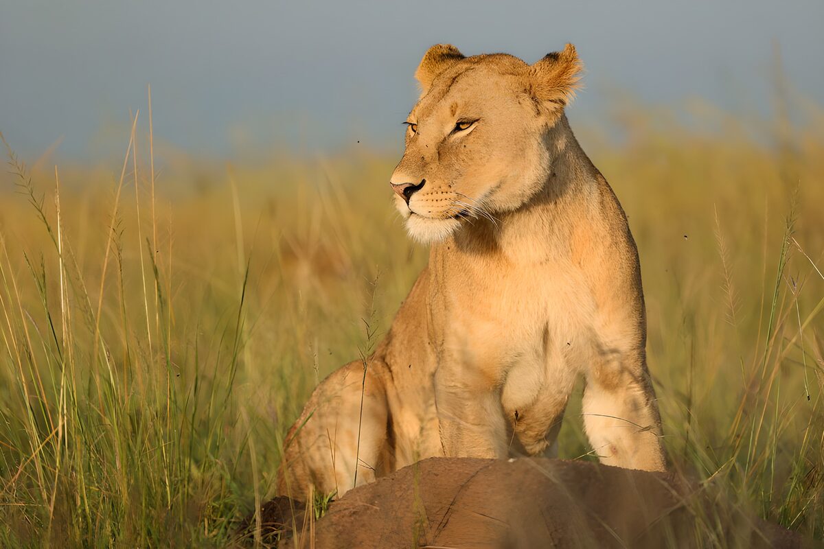 Lioness resting in sunlit grass