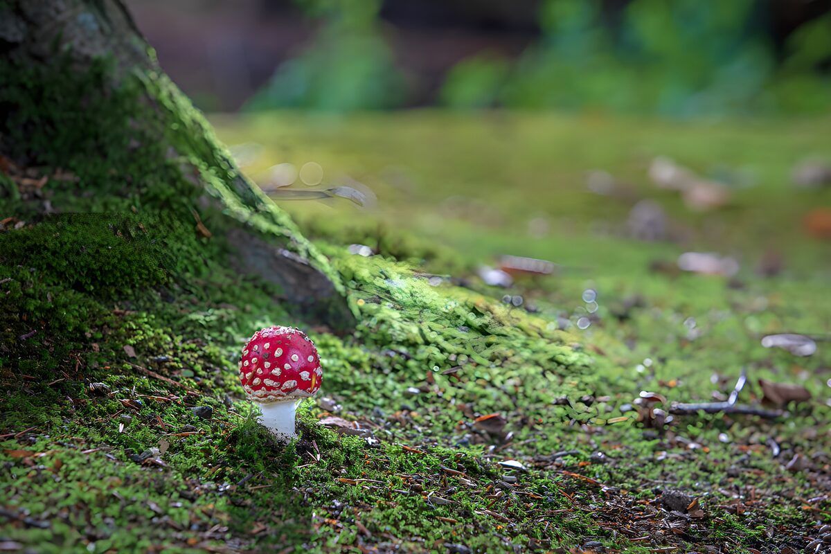 Fly agaric in a quiet bed of moss