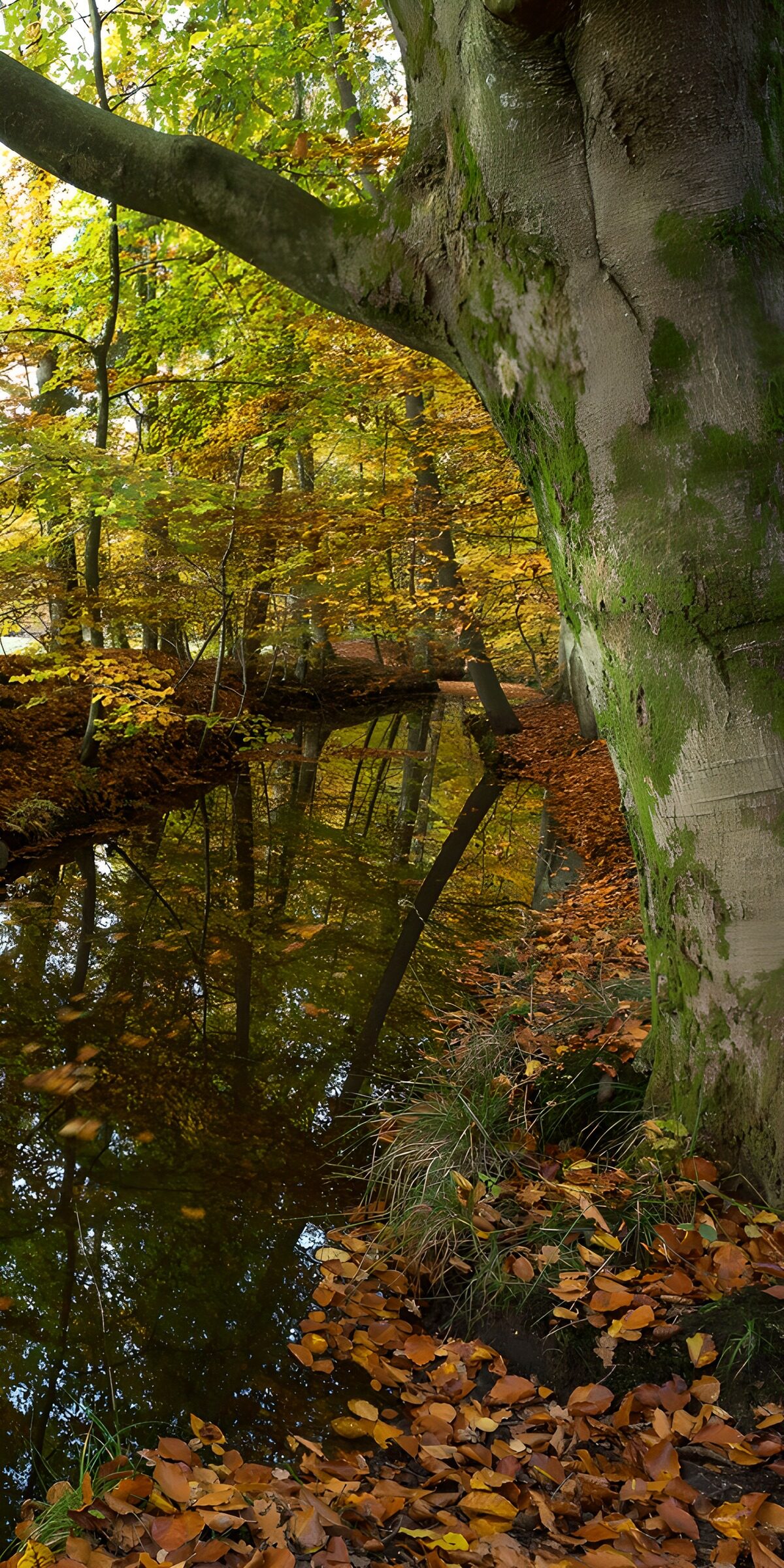 Autumn woodland beside still water