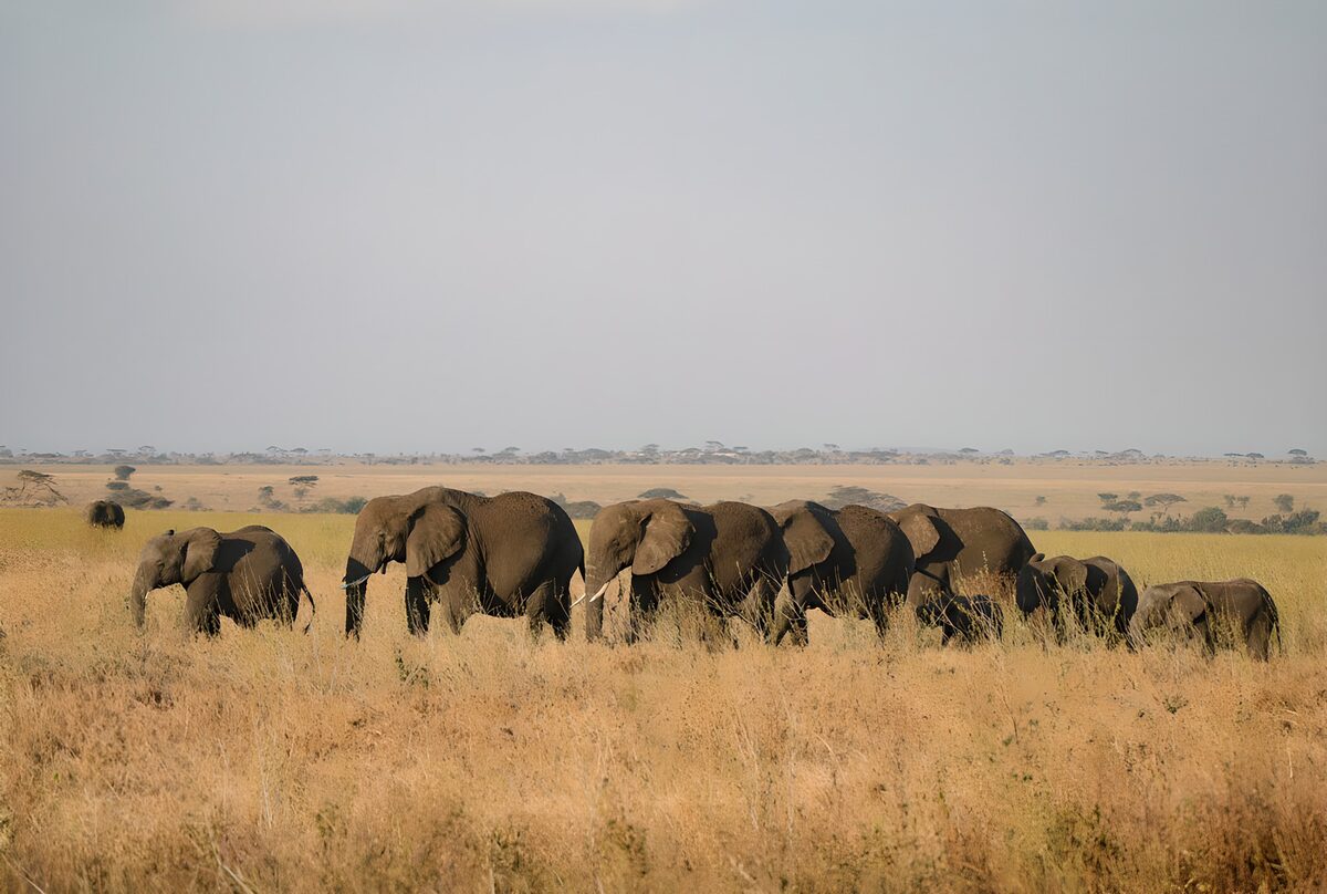 Elephant herd roaming through golden grass