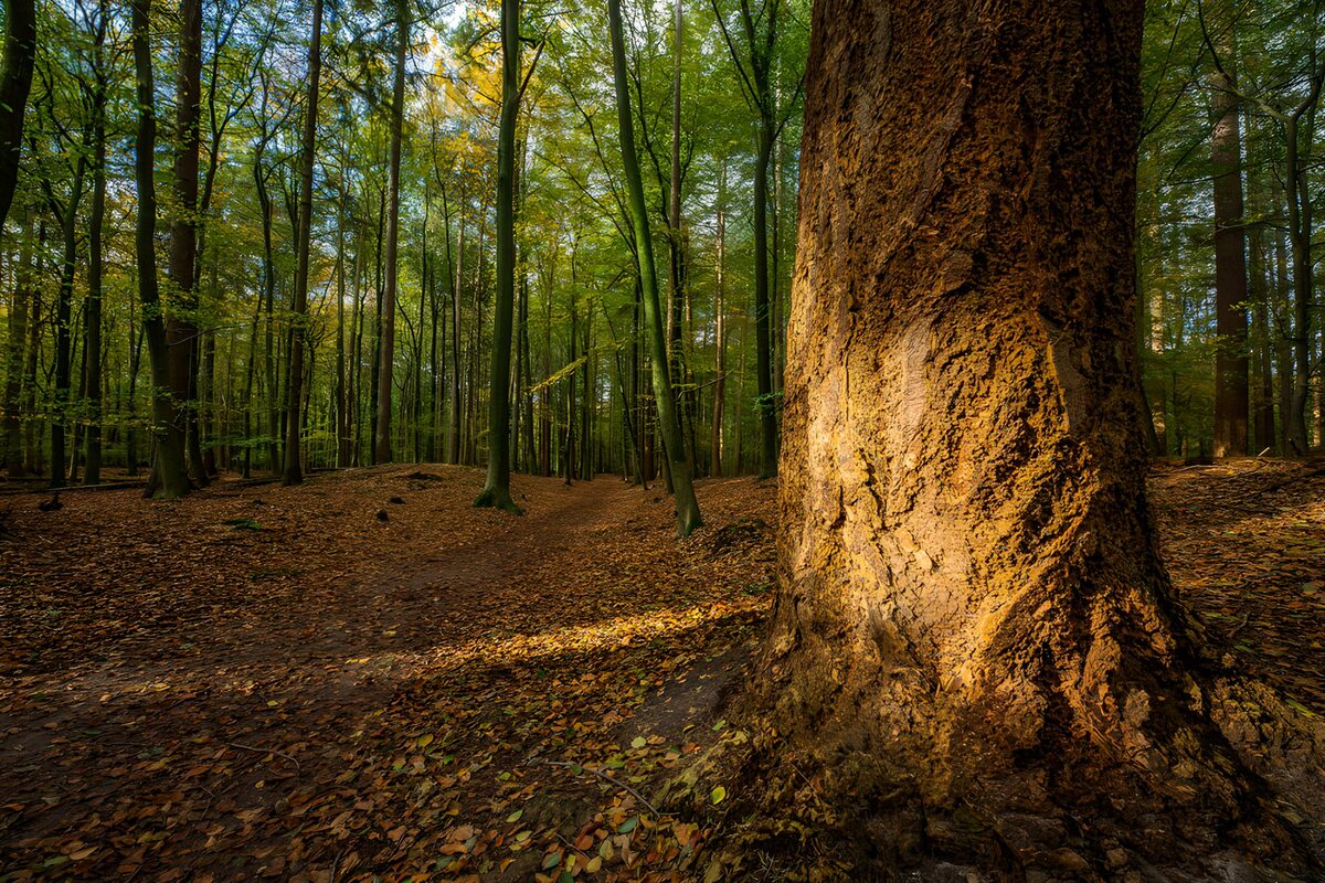 Sunlit trunk beside a woodland path