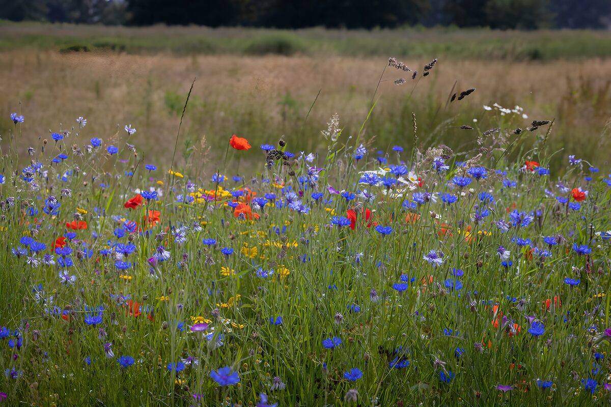 Cornflowers and poppies in summer grass