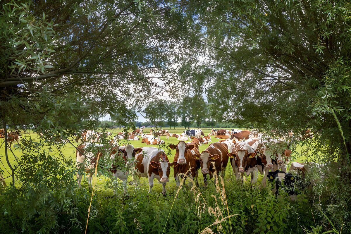 A leafy window onto a herd of cows
