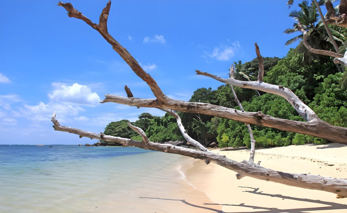Bare branches on a sunlit tropical beach