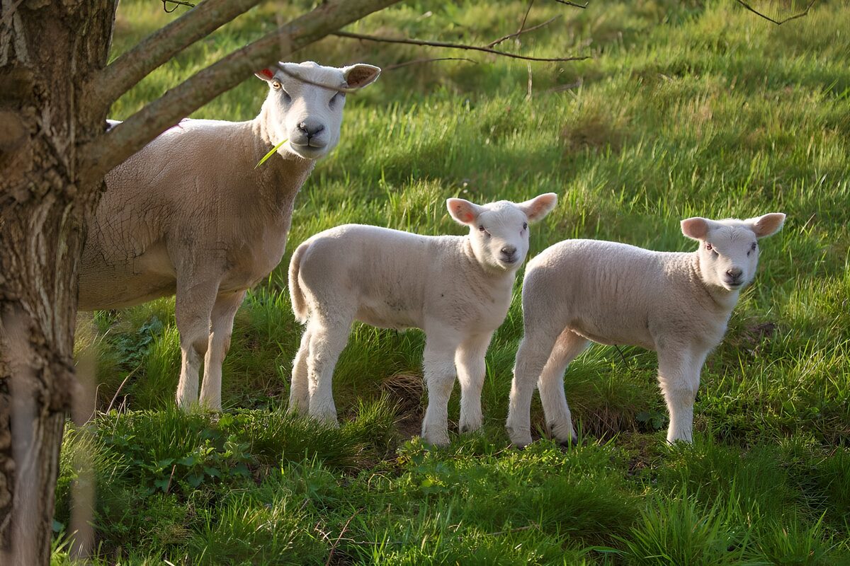 Sheep and lambs in a hush of green