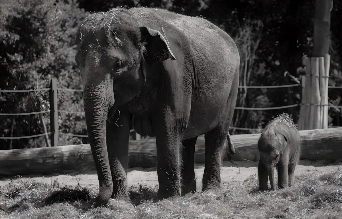 Elephant and calf in black and white