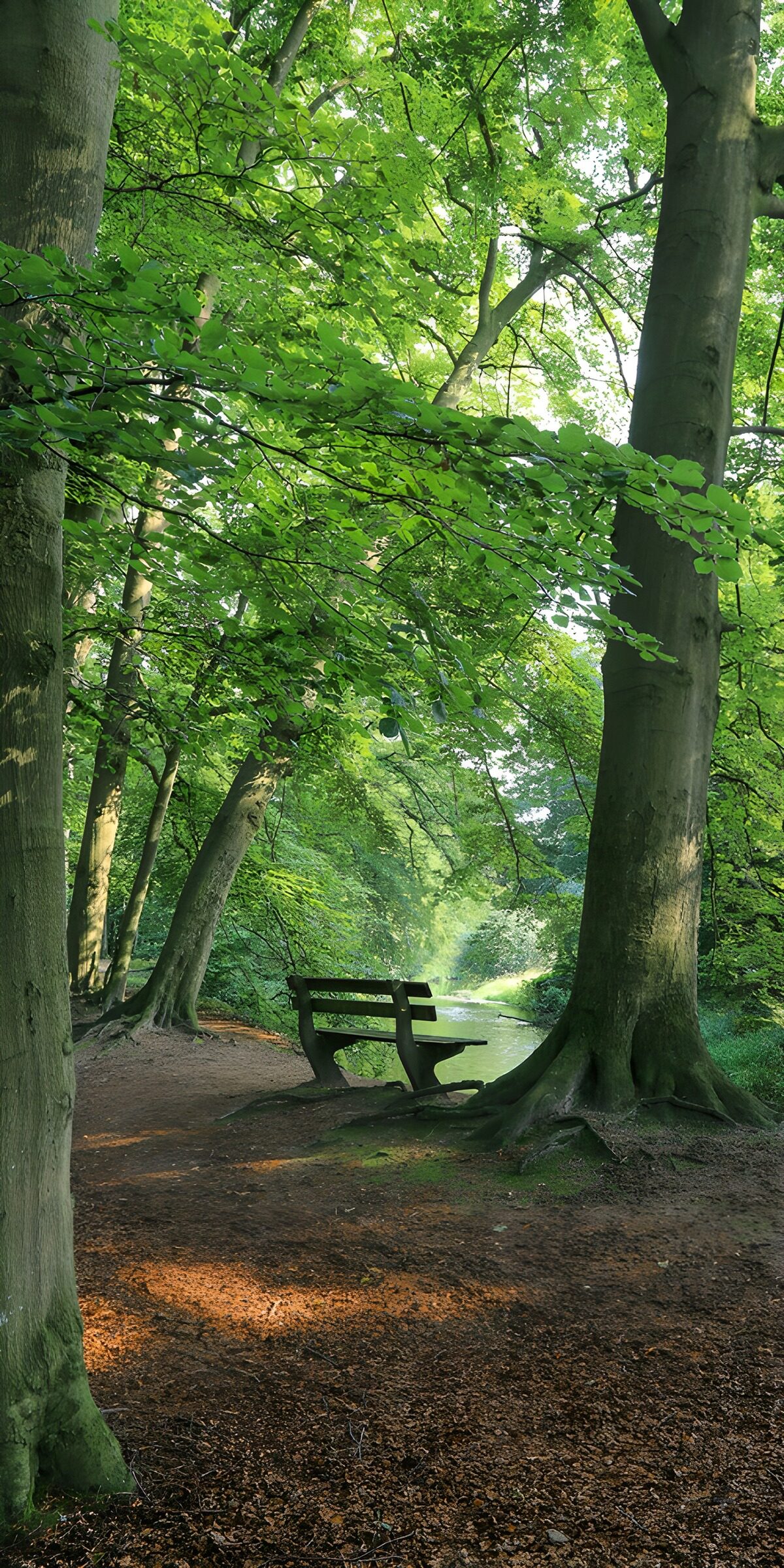 Woodland bench beside a shaded pond