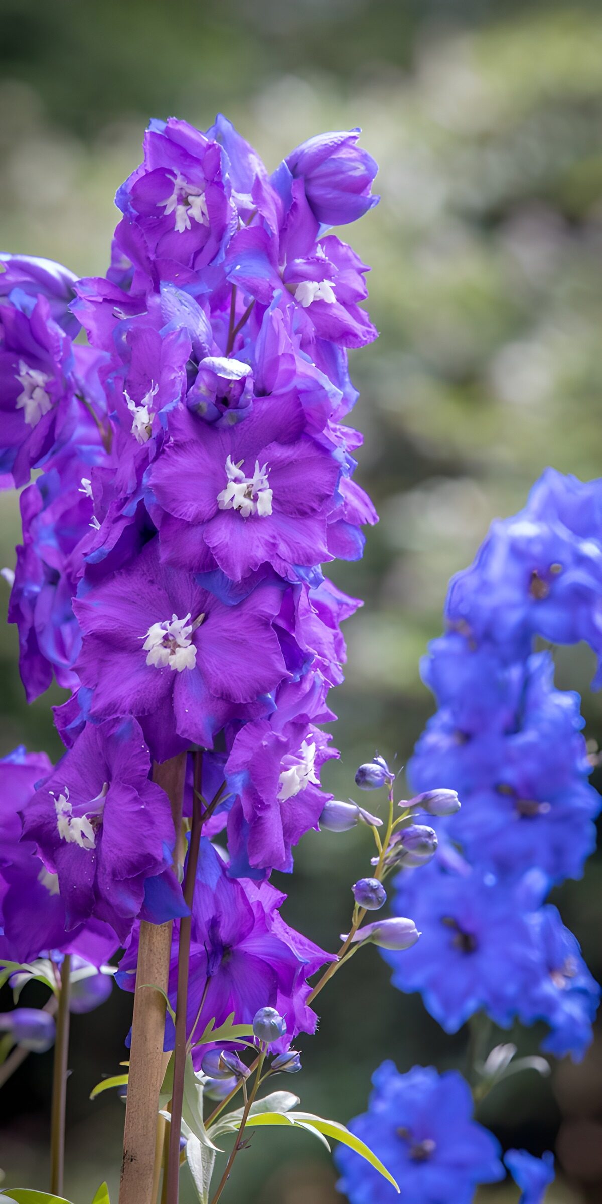 Purple delphiniums in soft daylight