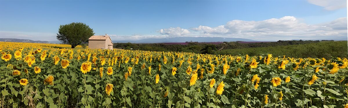 Sunflower field in the sunshine