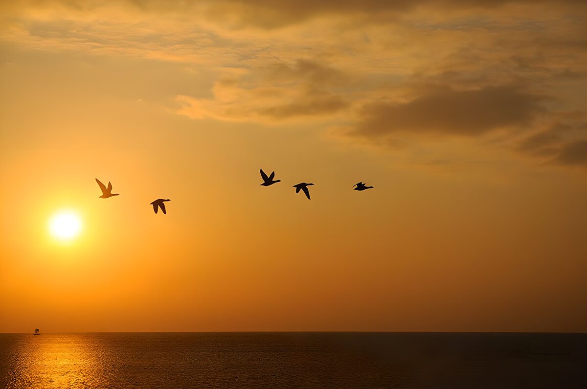 Five birds over a golden sunset sea