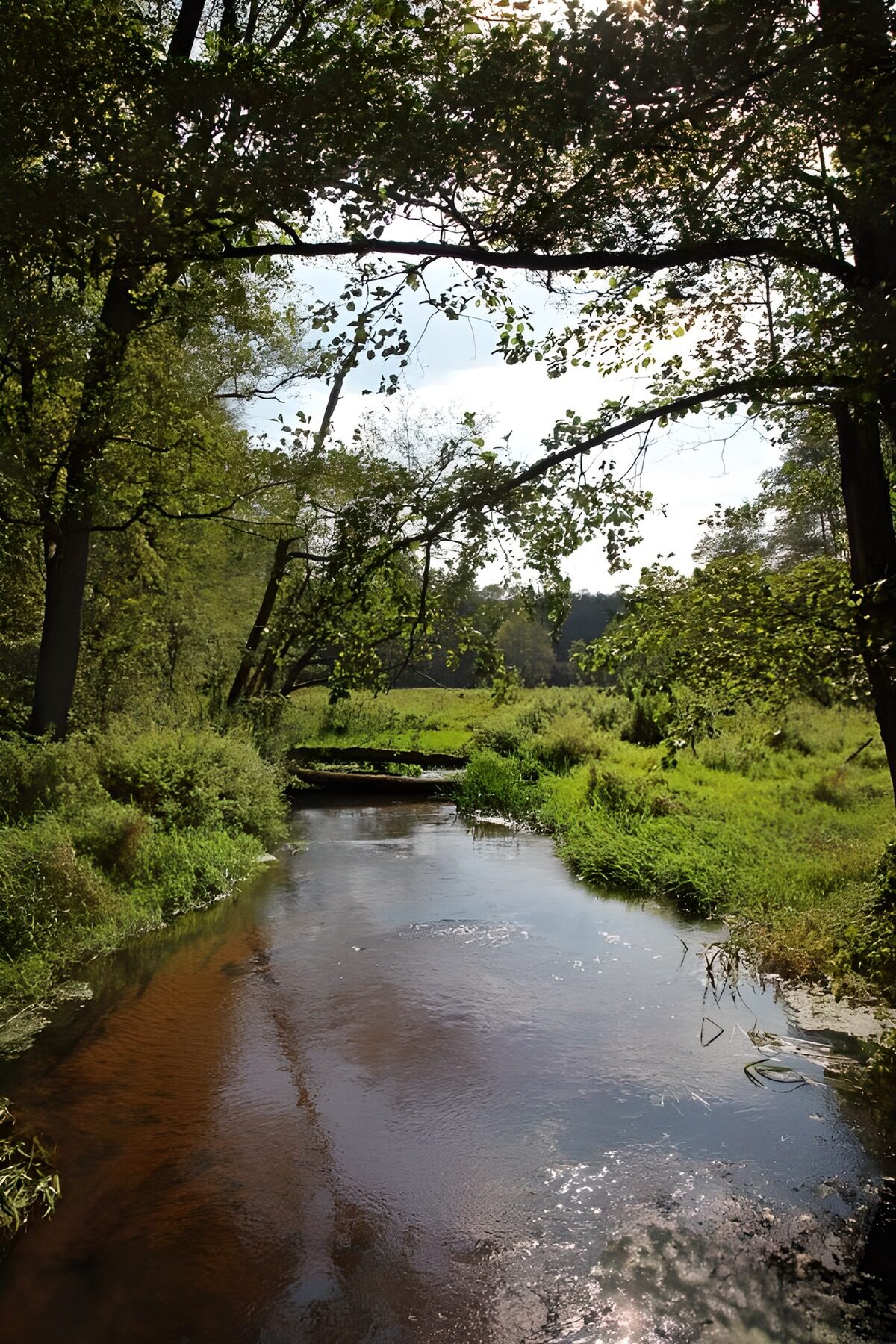 Woodland stream with sunlit banks