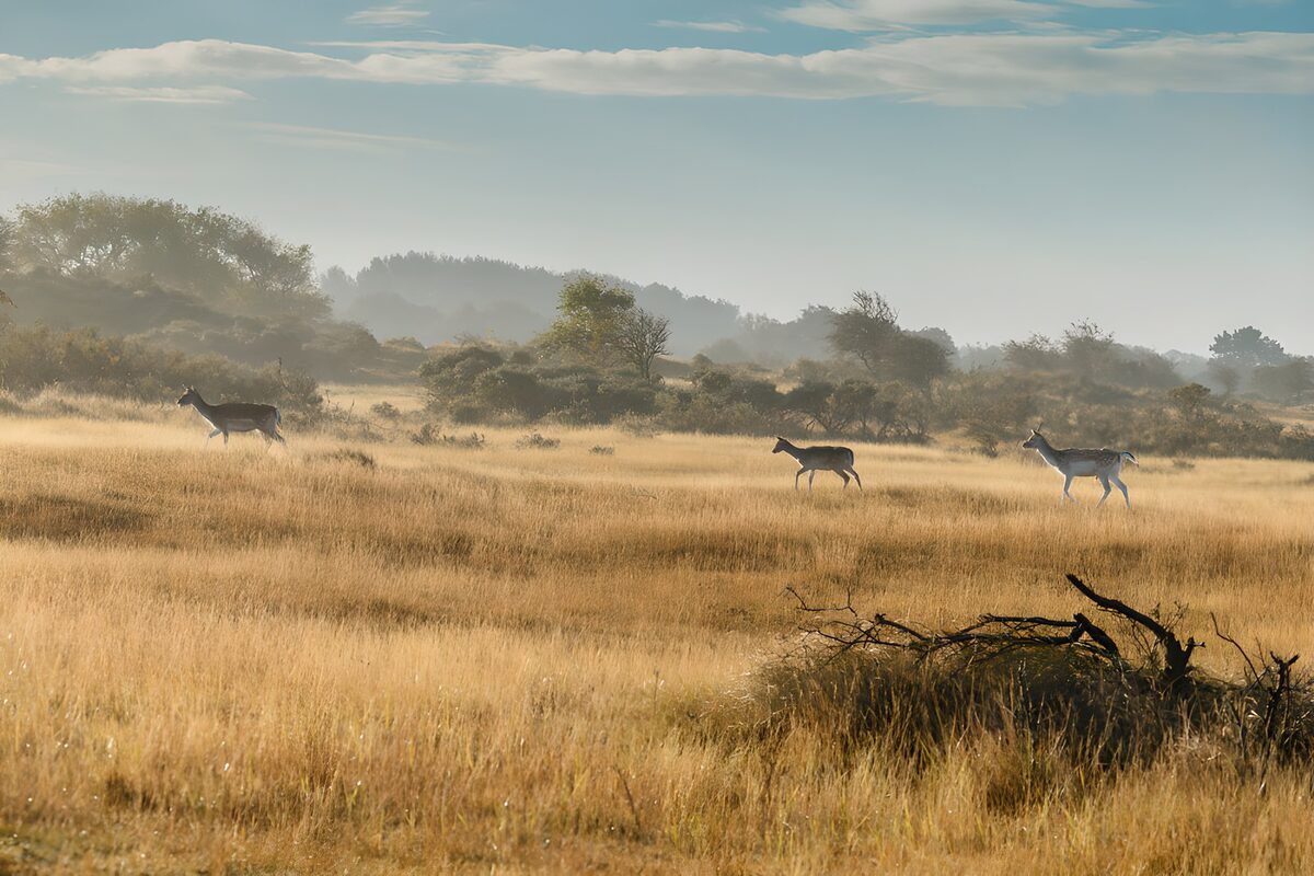 Three deer in a sunlit meadow