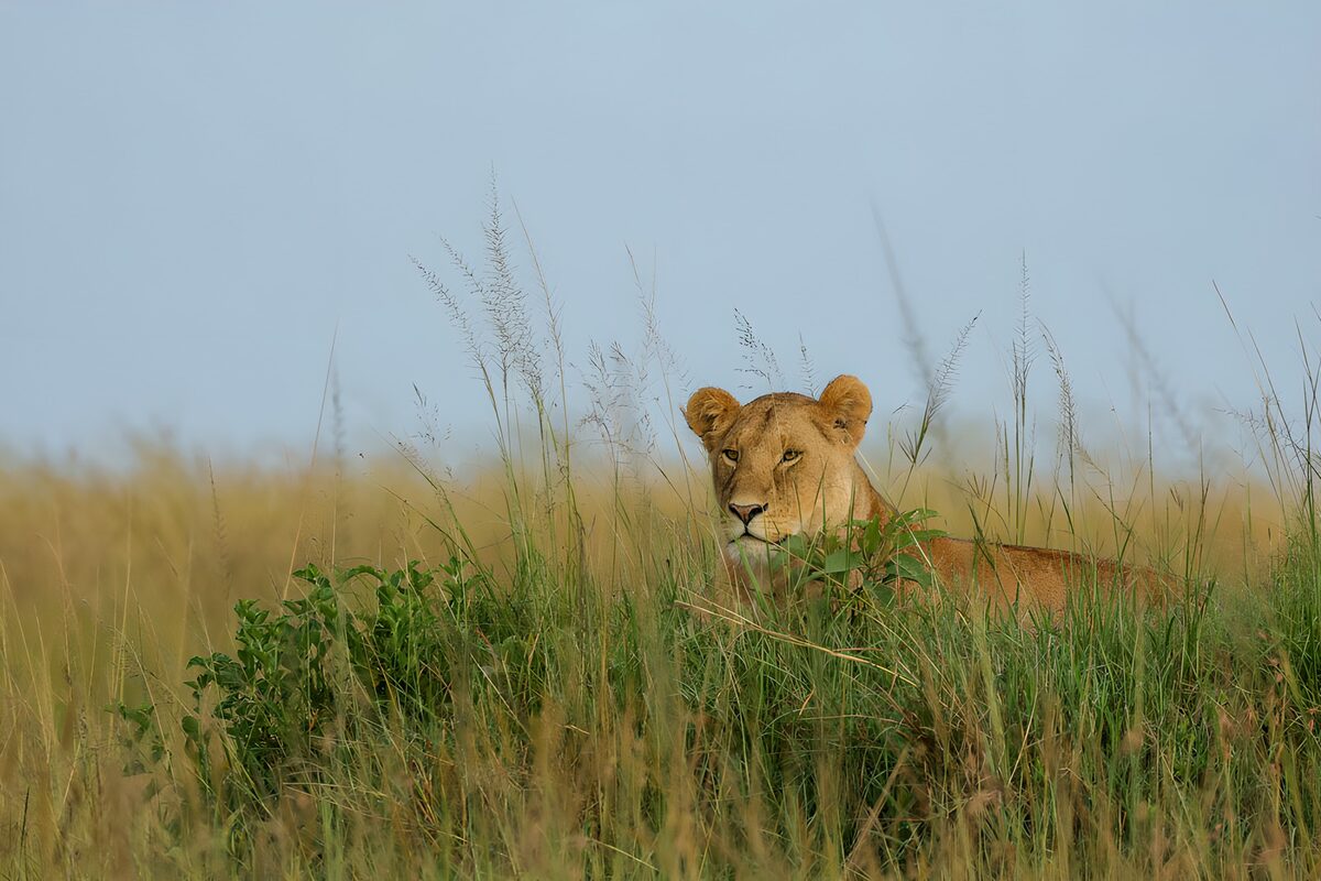 Watchful lioness resting in tall grass