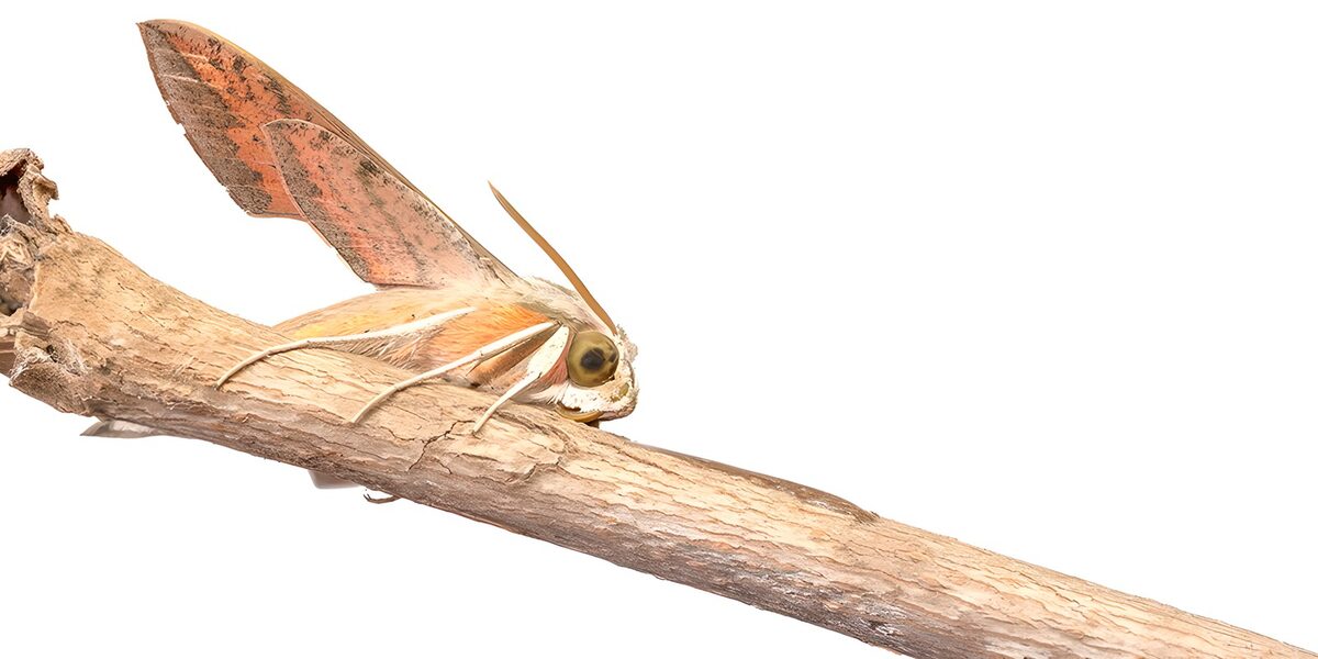 Pink and russet moth at rest