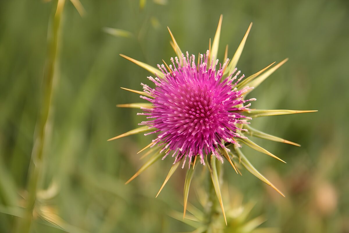 Pink-purple thistle in warm daylight