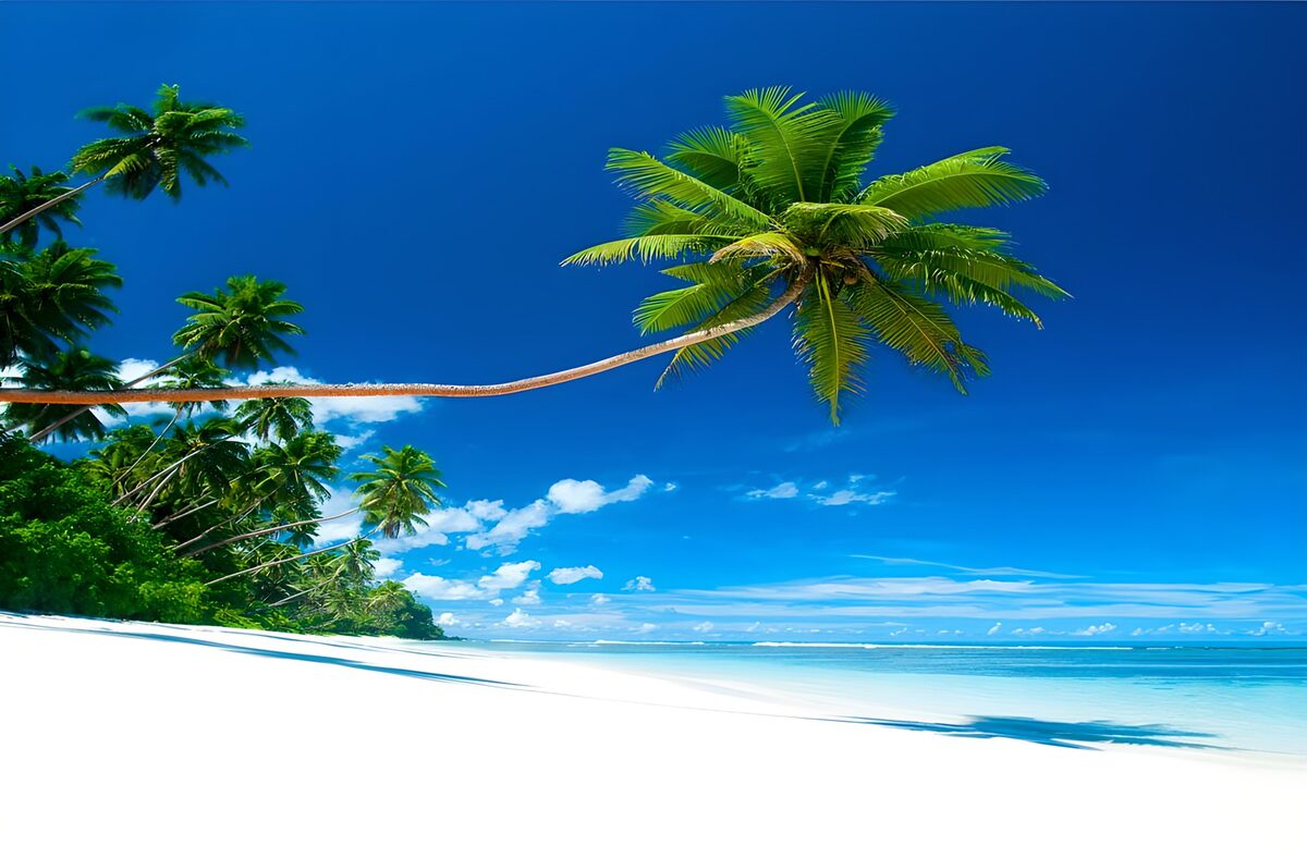 Curved palm over a white-sand beach