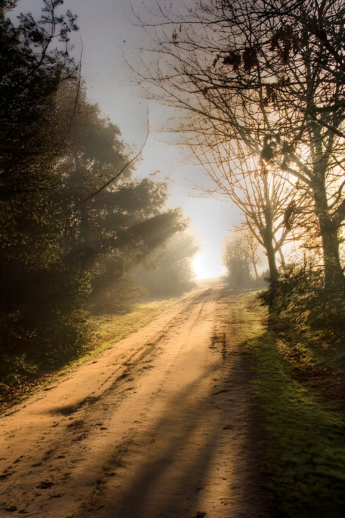 Sandy woodland track in low sunlight