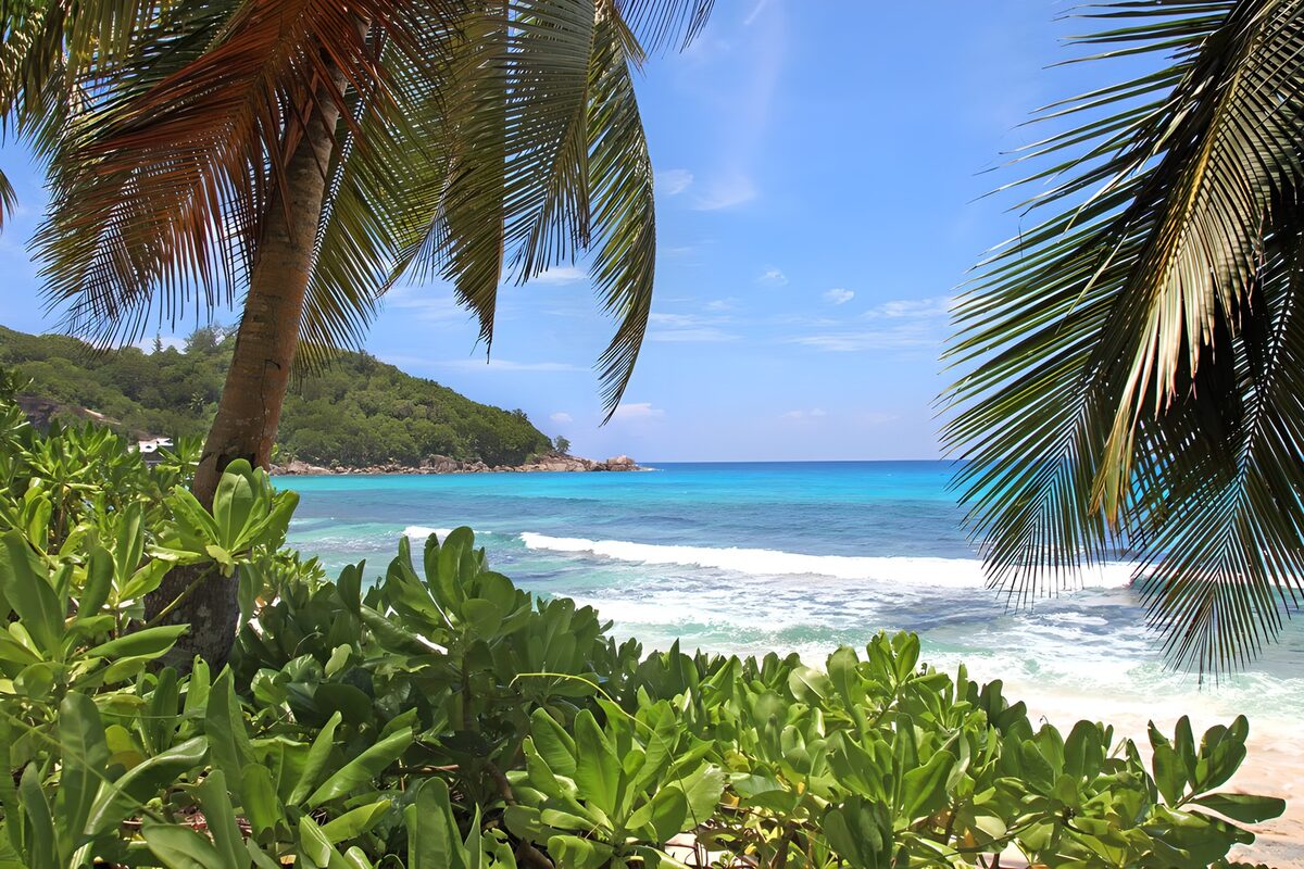 Sunlit beach framed by tropical palms