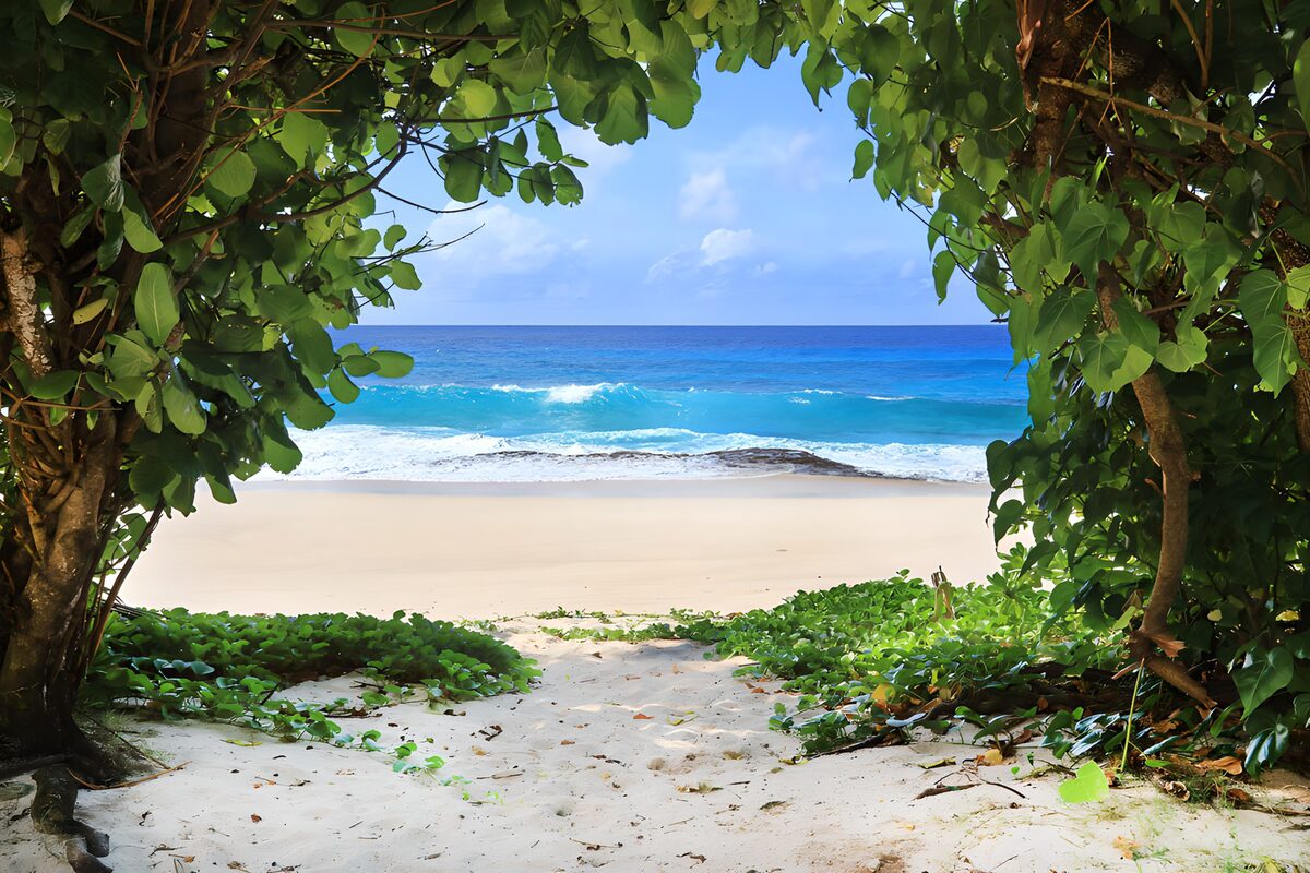 Turquoise sea through leafy trees